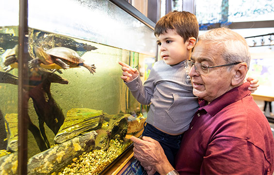 A man and boy observing a turtle in a tank at the Science Centre.