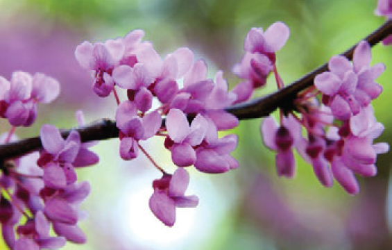 A branch of Pink Redbud blossom.