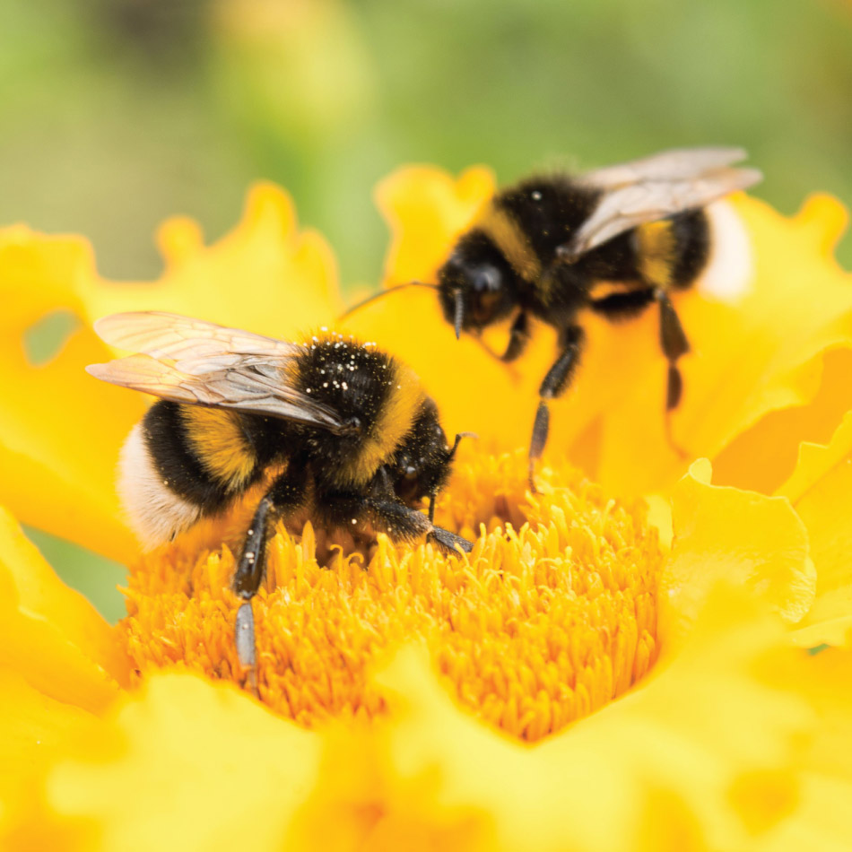 Two bumblebees on a yellow flower collecting pollen