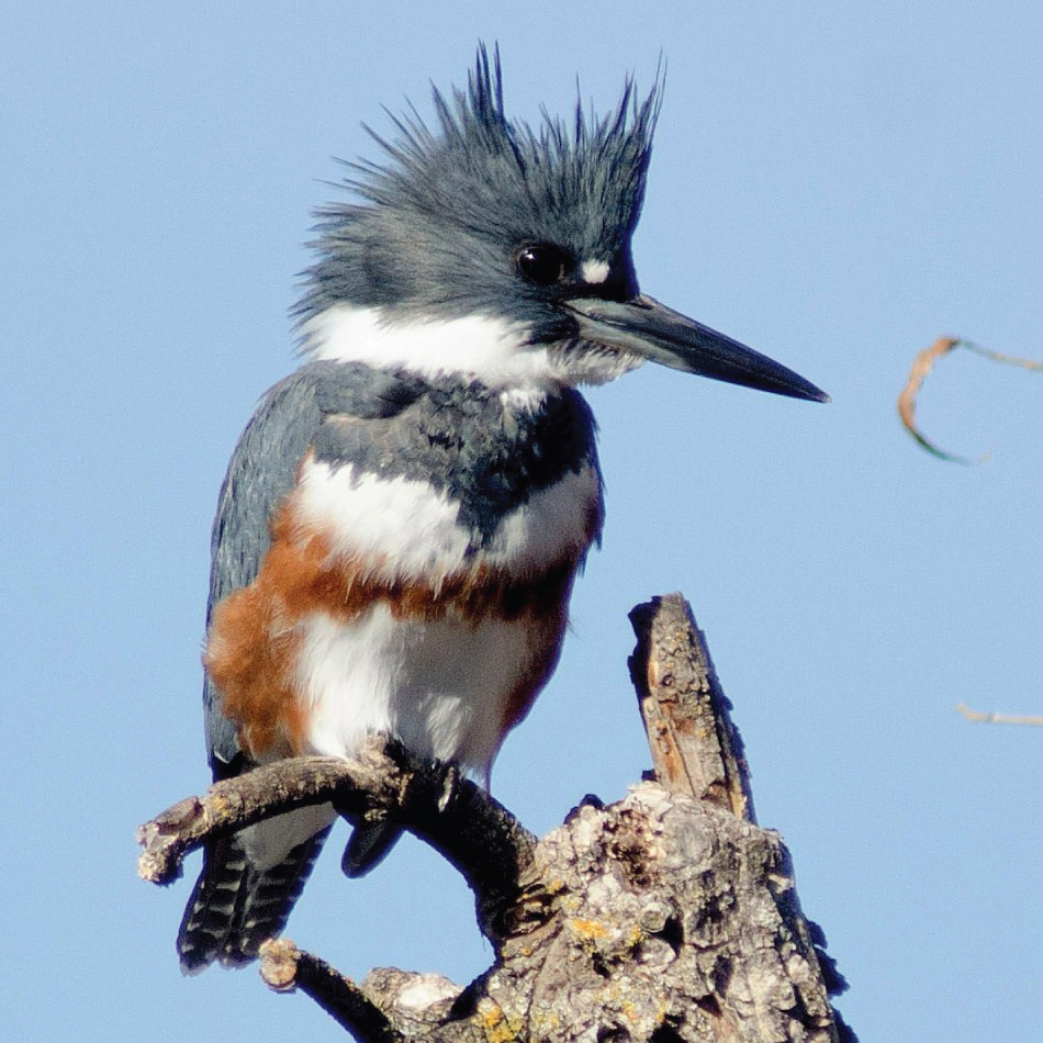 A Belted Kingfisher sits on a perch.