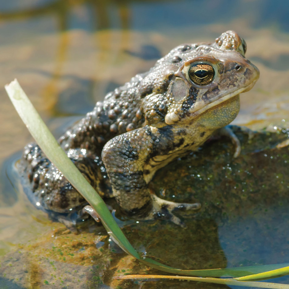 An American Toad sits in a pond.