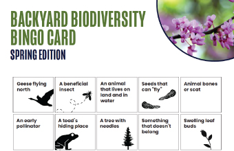 Screenshot of the Backyard Biodiversity Bingo Card (Spring Edition).