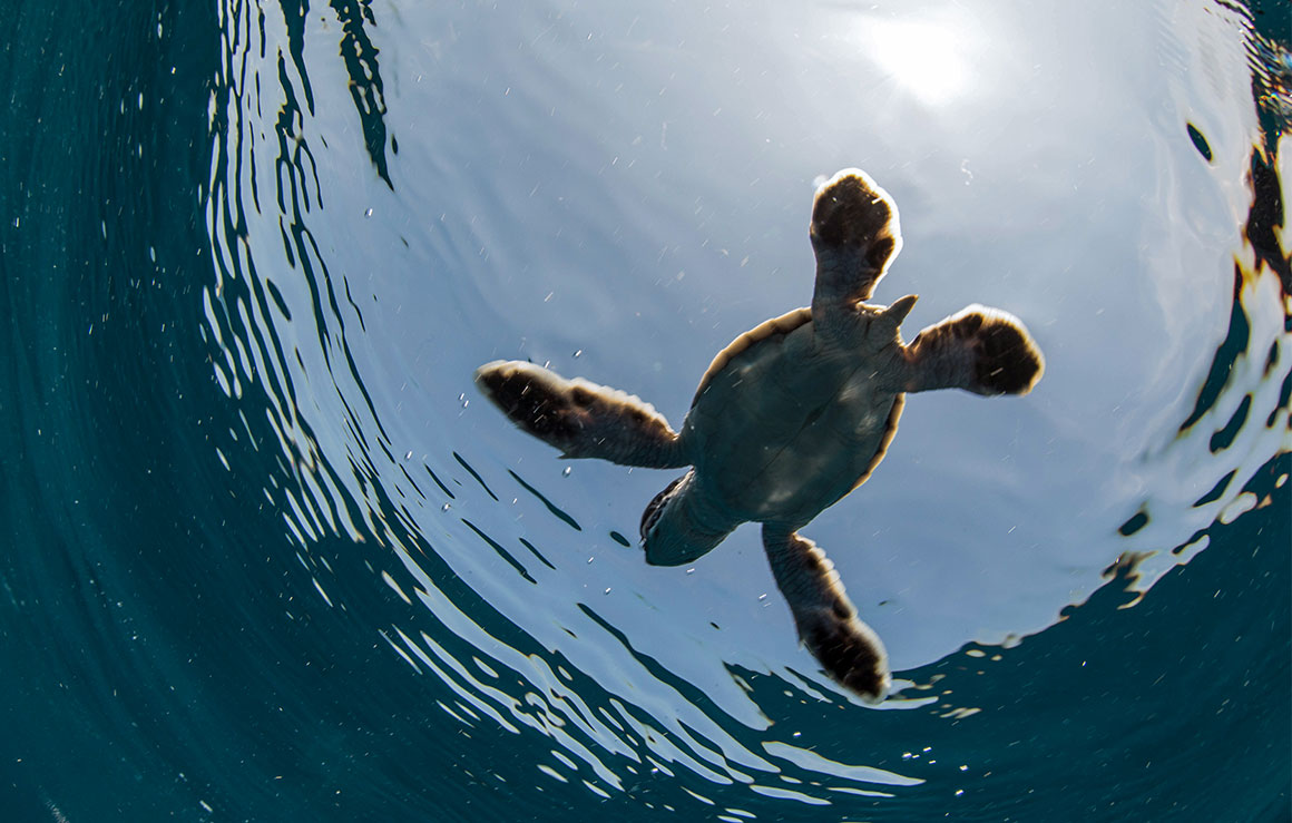 A baby sea turtle.