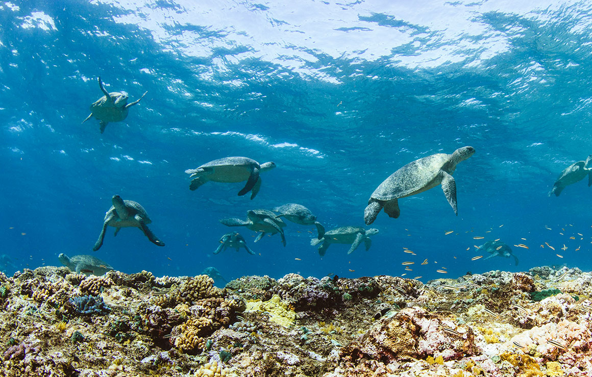 A group of sea turtles.