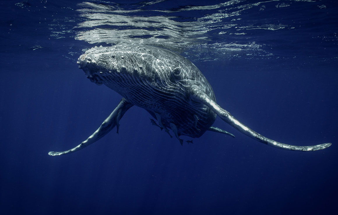 A large whale.