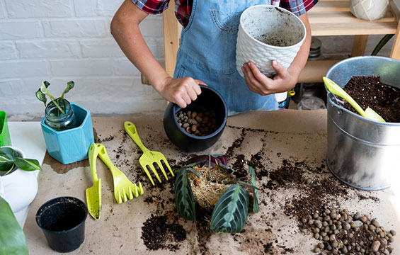 An assortment of gardening tools and plants.