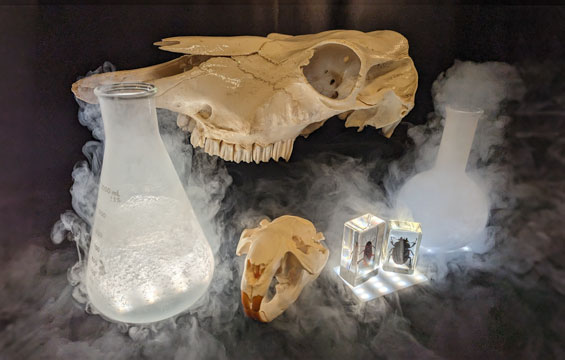 Two smoking beakers sit next to two animal skulls and two large insects encased in acrylic.