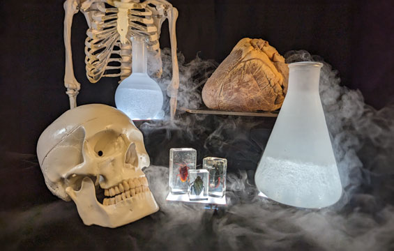 Two smoking beakers sit next to a skull, heart and 3 large insects encased in acrylic.