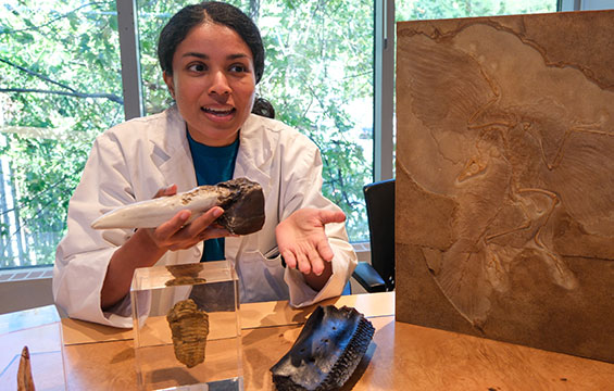 A host displays a fossil.