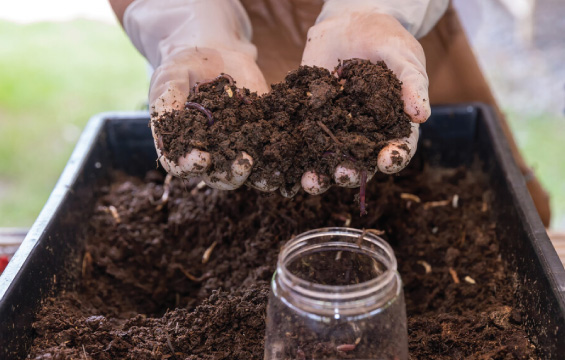 A gardener holds a clump of soil and worms with both hands.