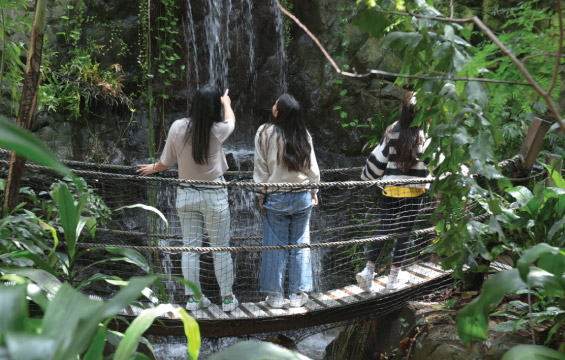Three students on a bridge in the rainforest, looking at the waterfall.