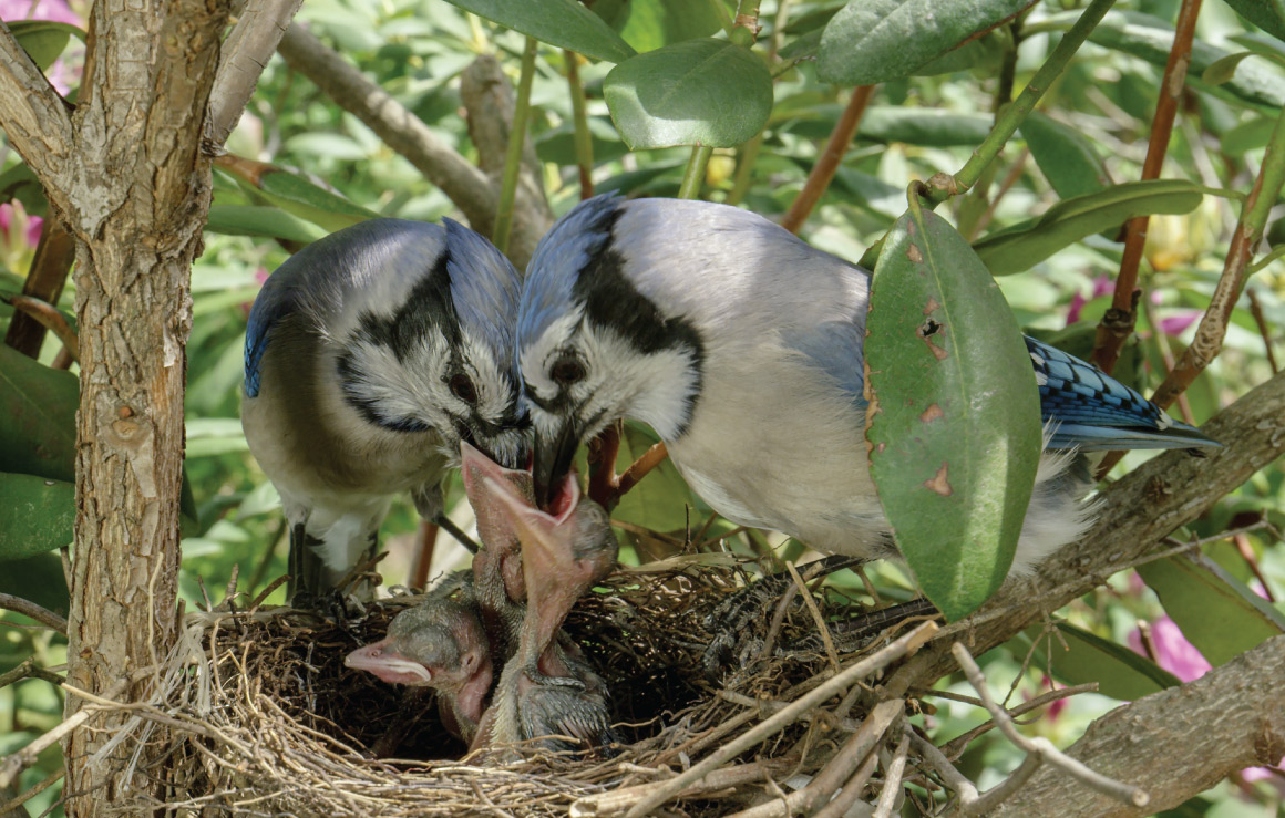 Two blue jays feed their young in a nest.