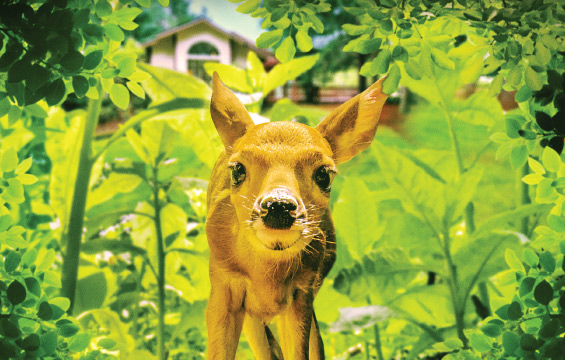 A fawn in the bush in front of a house