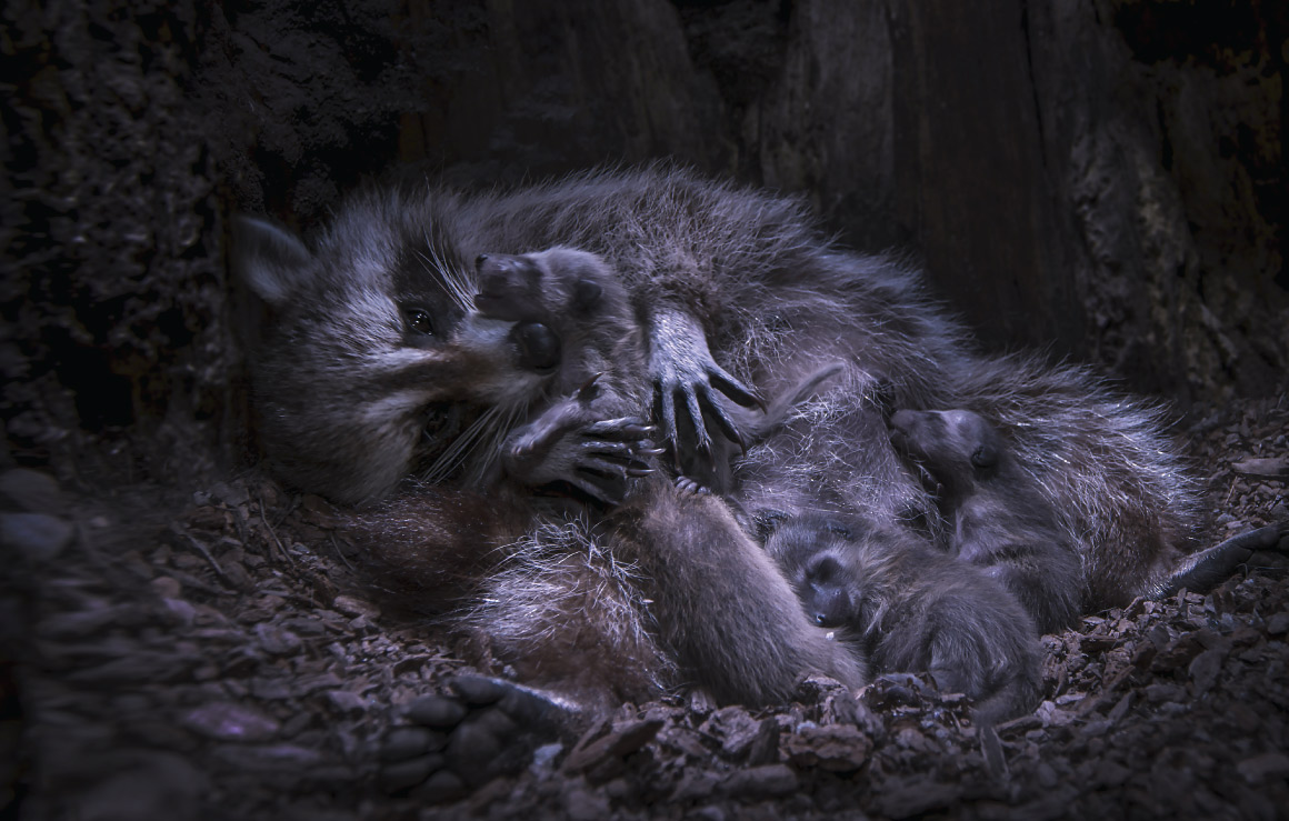 A mother raccoon in a den feeding her kits.