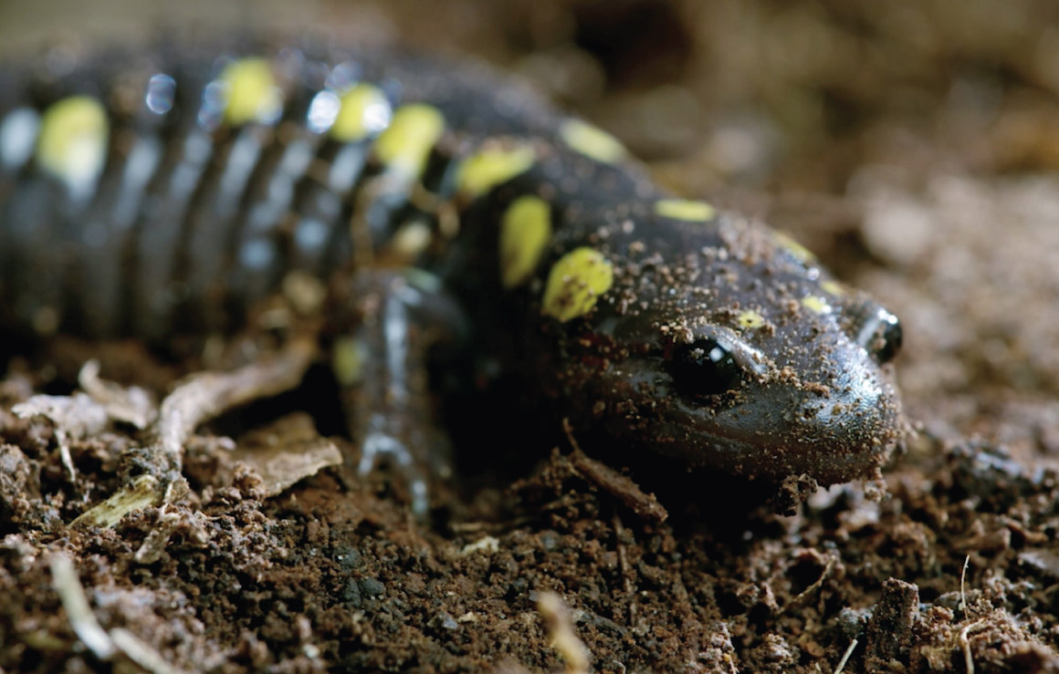 A spotted salamander