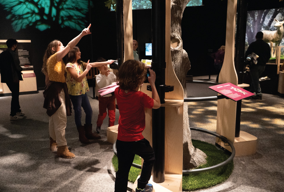 A child looks in a periscope while other children point at a tree exhibit.