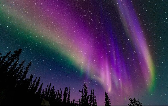 An aurora borealis in a starry sky, framed by silhouettes of trees.