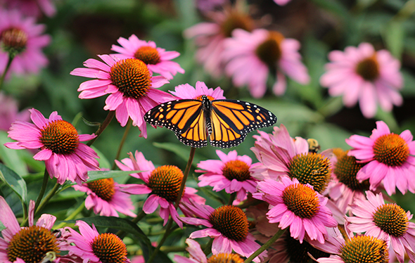A monarch butterfly lands on pink flowers.