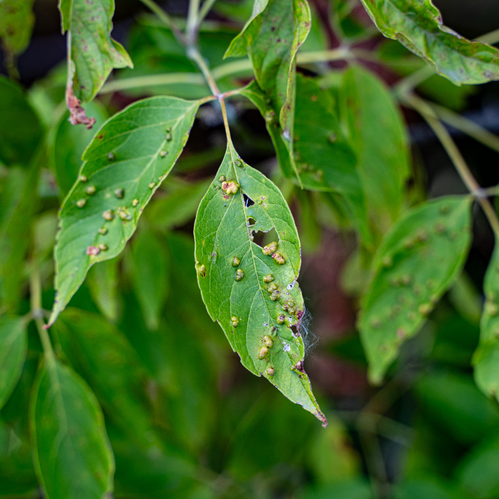 Leaf Gall By Insect.