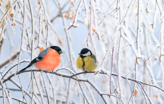 An orange and another yellow winter birds sitting on a branch of tree.