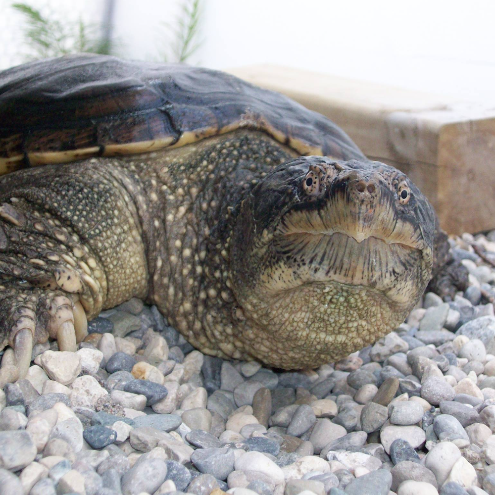 Hotdog the turtle from Toronto Wildlife Centre.