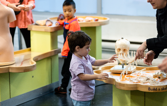 A boy and his mother playing with the toy human skeletons.