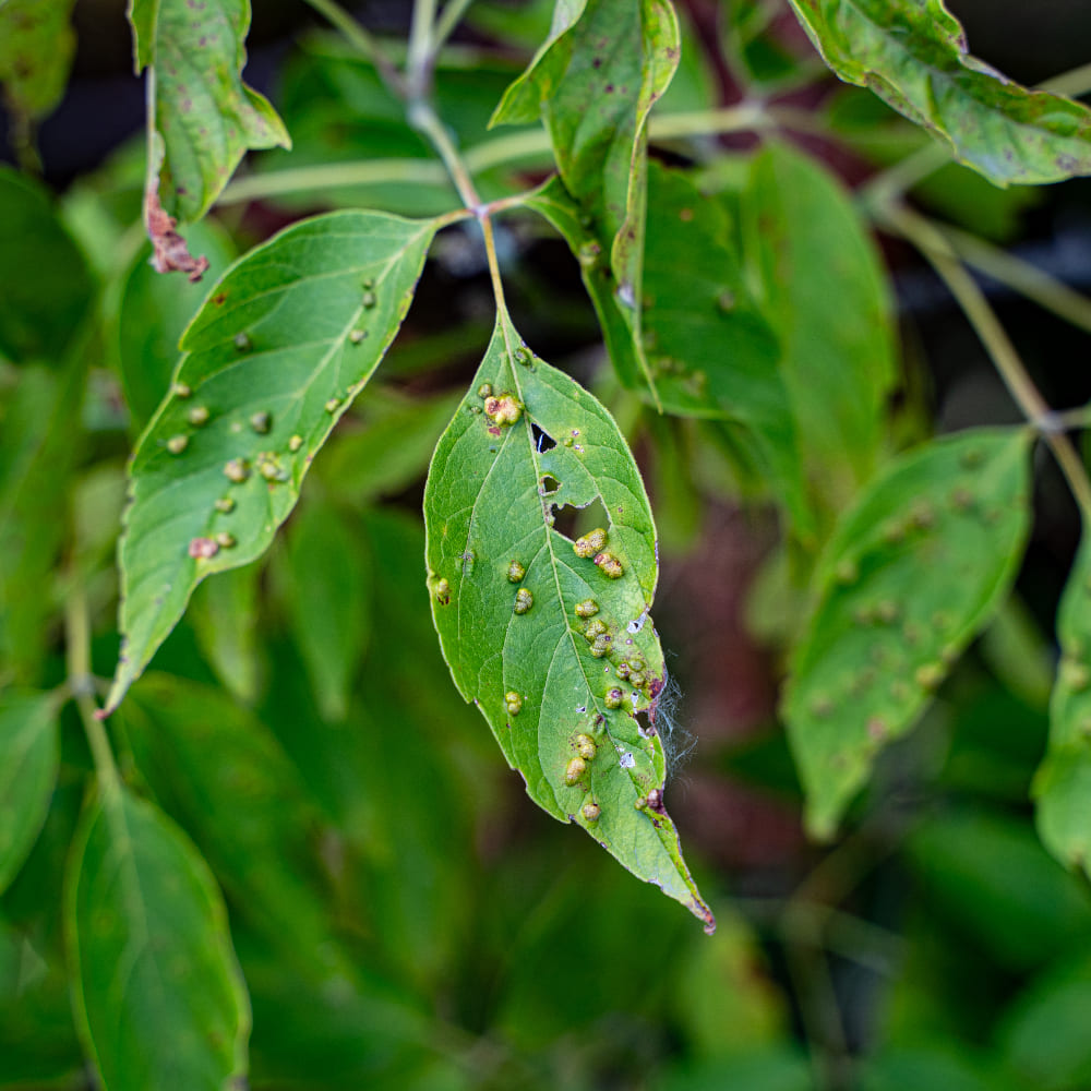 Leaf Gall By Insect.