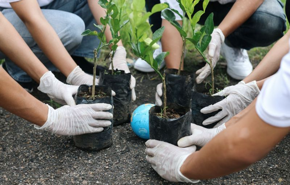 Several pairs of hands are seen placing seedlings in the ground.