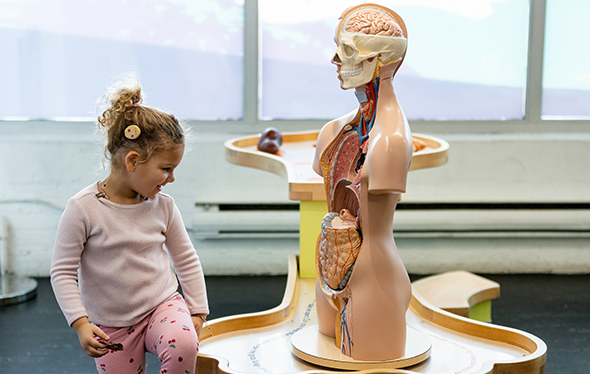 [A girl looks at a skeleton model.][Une fille regarde un modèle de squelette.]