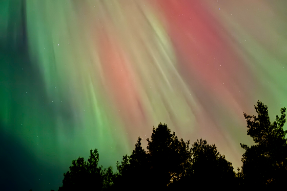 Northern lights over tree tops.